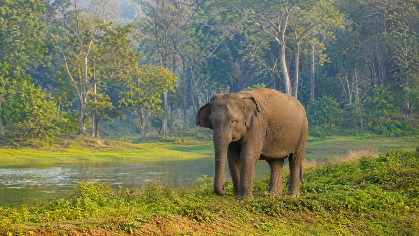 Kabini and Bandipur Wildlife Travel
